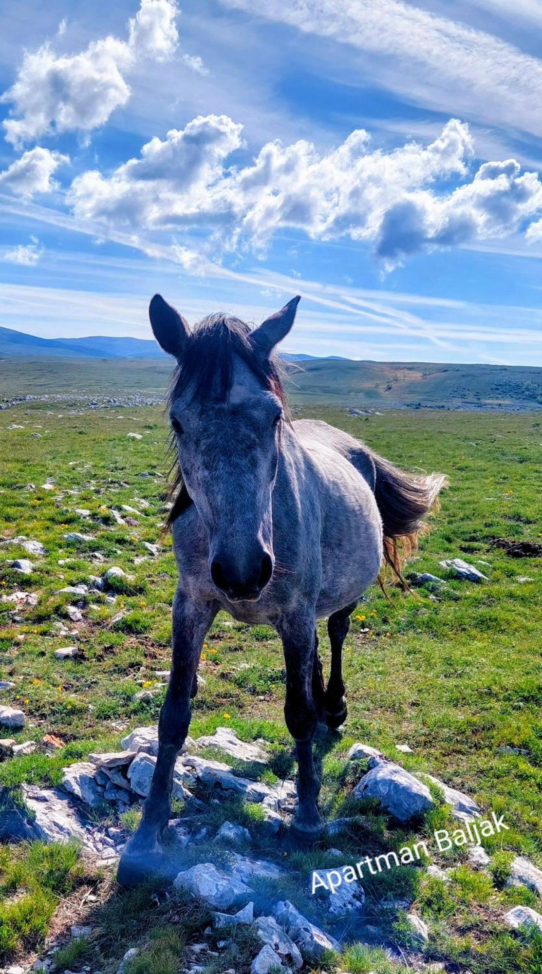 Apartman Baljak Livno Dış mekan fotoğraf