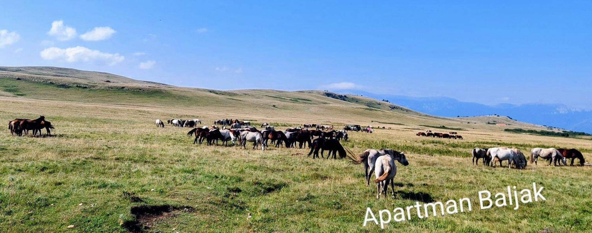 Apartman Baljak Livno Dış mekan fotoğraf